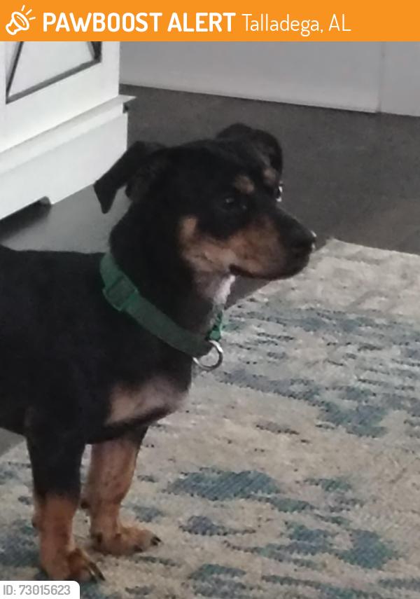 Found/Stray Male Dog last seen Hillcrest and Chaffee, Talladega, AL 35160