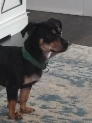 Found/Stray Male Dog last seen Hillcrest and Chaffee, Talladega, AL 35160