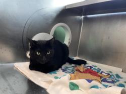 Shelter Stray Male Cat last seen ALLSTON, 350 S Huntington Ave, Jamaica Plain, MA 02130, USA