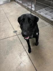 Shelter Stray Male Dog last seen , 14409 Vanowen St, Van Nuys, CA 91405, USA