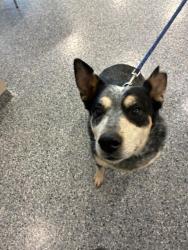 Shelter Stray Female Dog last seen MOCKINGBIRD ST & BROMLEY LN, 12155 Park Blvd, Brighton, CO 80601, USA