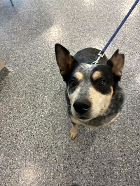 Shelter Stray Female Dog last seen MOCKINGBIRD ST & BROMLEY LN, 12155 Park Blvd, Brighton, CO 80601, USA