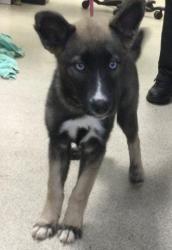 Shelter Stray Female Dog last seen VAN BUREN BLVD / INDIANA AVE, RIVERSIDE, CA 92503, 6851 Van Buren Boulevard, Jurupa Valley, CA 92509, USA