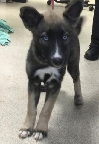 Shelter Stray Female Dog last seen VAN BUREN BLVD / INDIANA AVE, RIVERSIDE, CA 92503, 6851 Van Buren Boulevard, Jurupa Valley, CA 92509, USA