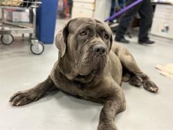 Shelter Stray Male Dog last seen N CAWSTON AVE, HEMET CA 92545, San Jacinto, CA 92582, USA