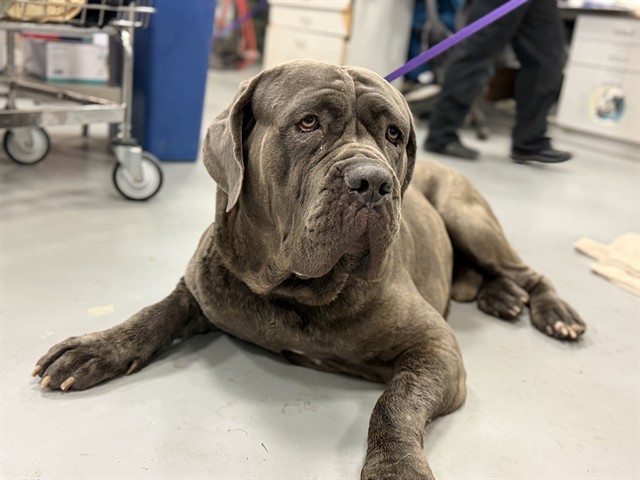 Shelter Stray Male Dog last seen N CAWSTON AVE, HEMET CA 92545, San Jacinto, CA 92582, USA