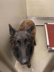 Shelter Stray Male Dog last seen Near BLOCK S 4000 W, WEST VALLEY CITY UT 84120, 4522 W 3500 S, West Valley City, UT 84120, USA