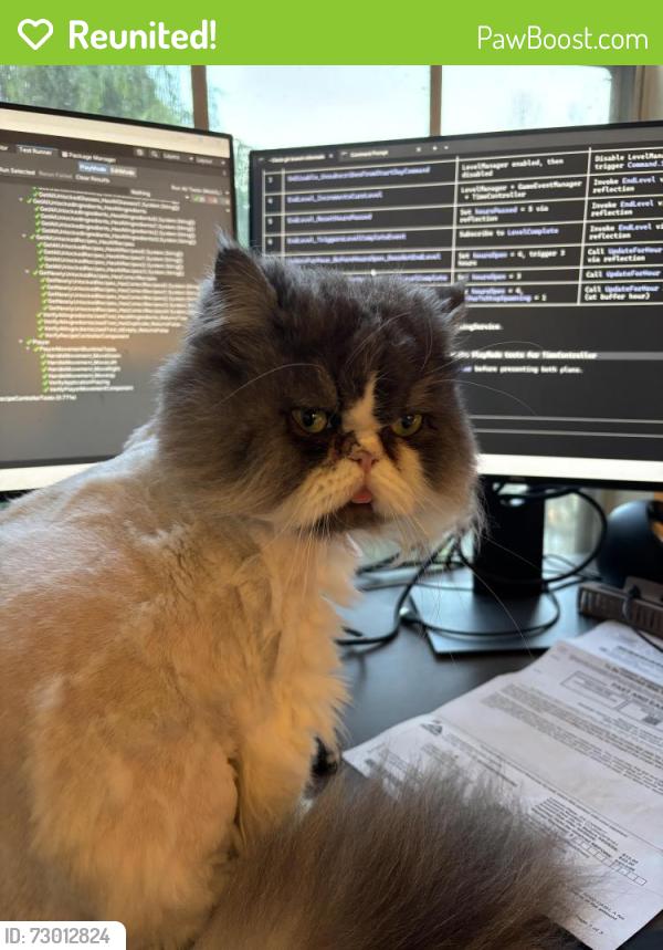 Reunited Male Cat last seen Schooner Bay, Foster City, Foster City, CA 94404
