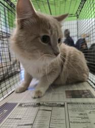 Shelter Stray Male Cat last seen , 1850 W 60th St, Los Angeles, CA 90047, USA