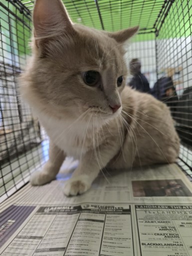 Shelter Stray Male Cat last seen , 1850 W 60th St, Los Angeles, CA 90047, USA