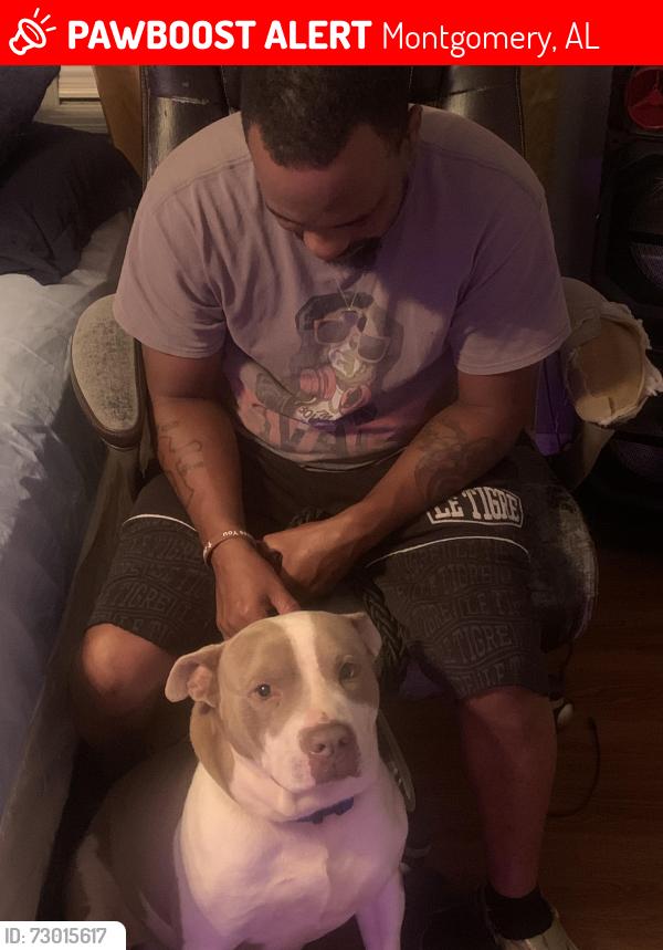 Lost Male Dog last seen Twingate, Montgomery, AL 36108