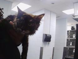 Shelter Stray Female Cat last seen CHARLOTTE, 8315 Byrum Dr, Charlotte, NC 28217, USA