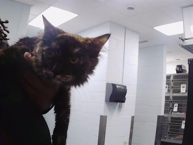 Shelter Stray Female Cat last seen CHARLOTTE, 8315 Byrum Dr, Charlotte, NC 28217, USA