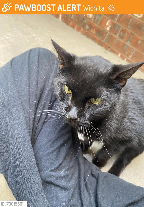 Found/Stray Unknown Cat last seen 21st/13th and 119th, Wichita, KS 67212