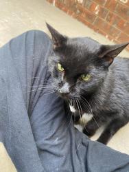 Found/Stray Unknown Cat last seen 21st/13th and 119th, Wichita, KS 67212