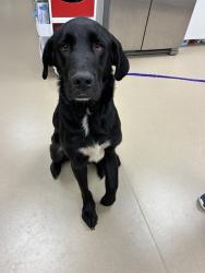 Shelter Stray Male Dog last seen ELK GROVE BLVD / BRADSHAW RD, 9150 Union Park Way, Elk Grove, CA 95624, USA