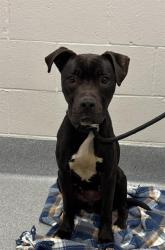 Shelter Stray Female Dog last seen Near, 2600 S Harding St, Indianapolis, IN 46221, USA
