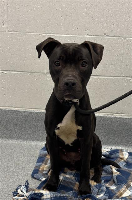 Shelter Stray Female Dog last seen Near, 2600 S Harding St, Indianapolis, IN 46221, USA