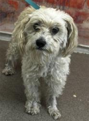 Shelter Stray Male Dog last seen , 333 Chandler Pl, San Bernardino, CA 92408, USA