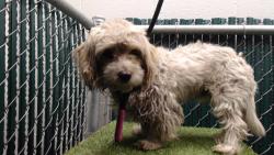 Shelter Stray Male Dog last seen , 11258 Garfield Ave, Downey, CA 90242, USA