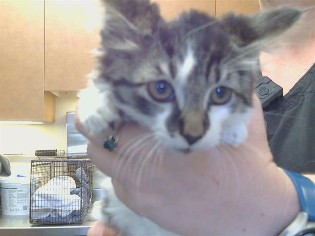 Shelter Stray Male Cat last seen SUNRISE BLVD/DOUGLAS BLVD, 95742, 3839 Bradshaw Rd, Sacramento, CA 95827, USA