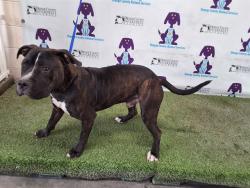 Shelter Stray Male Dog last seen , 2769 Conroy Rd, Orlando, FL 32839, USA