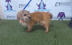 Shelter Stray Male Dog last seen , 2769 Conroy Rd, Orlando, FL 32839, USA