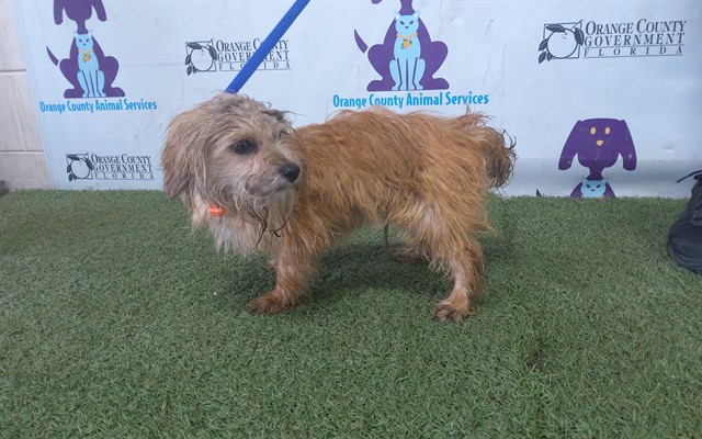 Shelter Stray Male Dog last seen , 2769 Conroy Rd, Orlando, FL 32839, USA