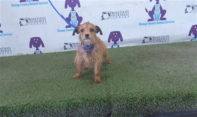 Shelter Stray Female Dog last seen , 2769 Conroy Rd, Orlando, FL 32839, USA