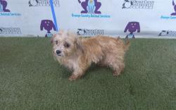 Shelter Stray Male Dog last seen , 2769 Conroy Rd, Orlando, FL 32839, USA