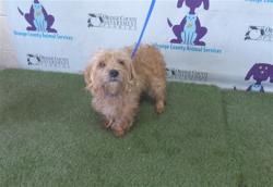Shelter Stray Male Dog last seen , 2769 Conroy Rd, Orlando, FL 32839, USA