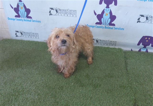 Shelter Stray Male Dog last seen , 2769 Conroy Rd, Orlando, FL 32839, USA
