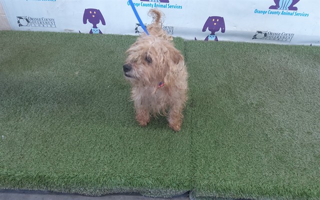Shelter Stray Male Dog last seen , 2769 Conroy Rd, Orlando, FL 32839, USA