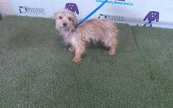 Shelter Stray Male Dog last seen , 2769 Conroy Rd, Orlando, FL 32839, USA