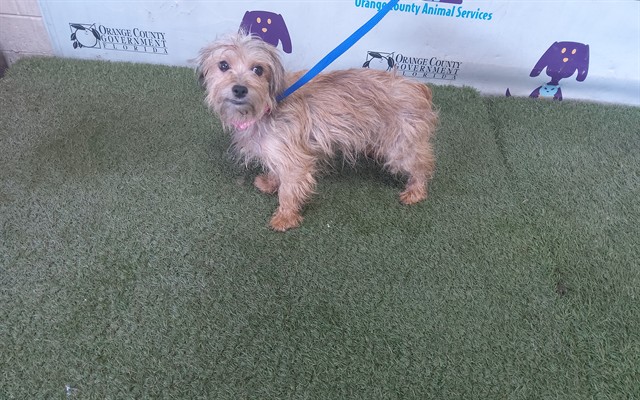Shelter Stray Male Dog last seen , 2769 Conroy Rd, Orlando, FL 32839, USA