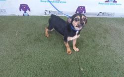 Shelter Stray Female Dog last seen , 2769 Conroy Rd, Orlando, FL 32839, USA