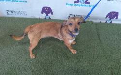 Shelter Stray Female Dog last seen , 2769 Conroy Rd, Orlando, FL 32839, USA