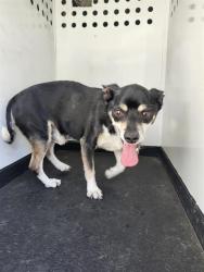 Shelter Stray Male Dog last seen Near BLK COLUMBIA FALLS DR,BAKERSFIELD,CA, 201 S Mt Vernon Ave, Bakersfield, CA 93307, USA