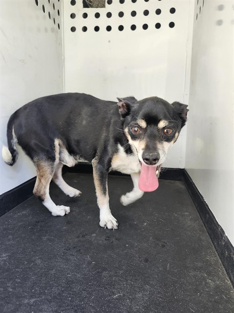 Shelter Stray Male Dog last seen Near BLK COLUMBIA FALLS DR,BAKERSFIELD,CA, 201 S Mt Vernon Ave, Bakersfield, CA 93307, USA
