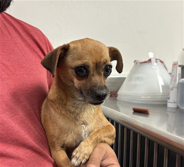 Shelter Stray Female Dog last seen MING AVE, BAKERSFIELD, CA, 201 S Mt Vernon Ave, Bakersfield, CA 93307, USA