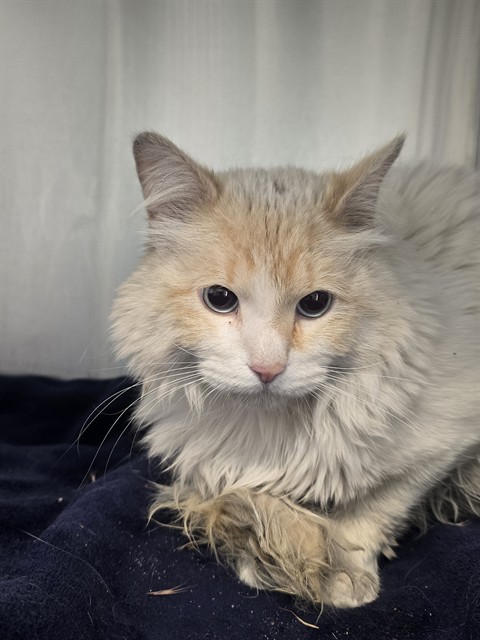 Shelter Stray Male Cat last seen Near BLOCK S UNION BLVD, COLORADO SPRINGS CO 80910, 610 Abbot Ln, Colorado Springs, CO 80905, USA