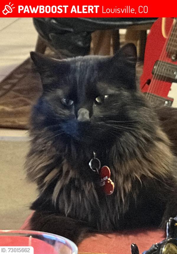 Lost Male Cat last seen Garfield and Spruce streets, Louisville, CO 80027