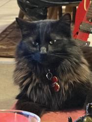 Lost Male Cat last seen Garfield and Spruce streets, Louisville, CO 80027