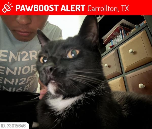 Lost Male Cat last seen Keller springs road and Meadowstone drive, Carrollton, TX 75006