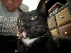 Lost Male Cat last seen Keller springs road and Meadowstone drive, Carrollton, TX 75006