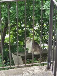 Found/Stray Unknown Cat last seen Gerrard st east at glenmount park rd, Toronto, ON M4E 2N3