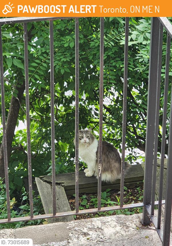 Found/Stray Unknown Cat last seen Gerrard st east at glenmount park rd, Toronto, ON M4E 2N3