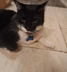 Reunited Male Cat last seen 111th and Grand, Youngtown, AZ 85363