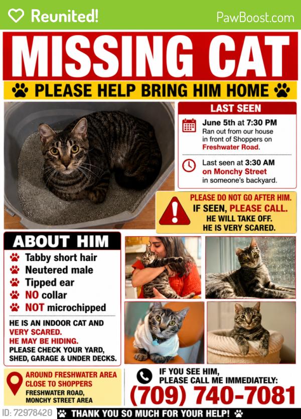 Reunited Male Cat last seen Freshwater road right in front of shoppers drugmart , St. John's, NL A1C
