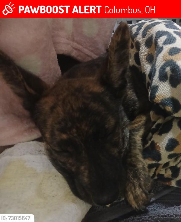 Lost Female Dog last seen Burgess Ave and Olive Ave , Columbus, OH 43204